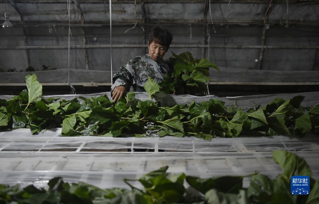 白菜送彩金大全免费